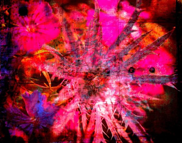 Pink Fantasy