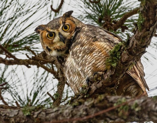 Whooty Who Owl