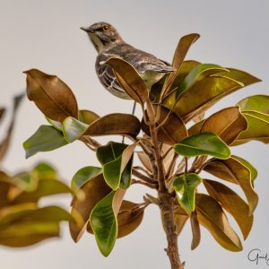 White Background Bird