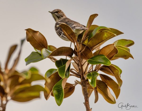 White Background Bird
