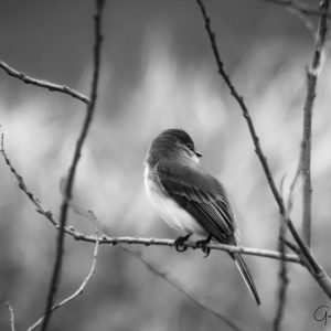 Black and White Bird