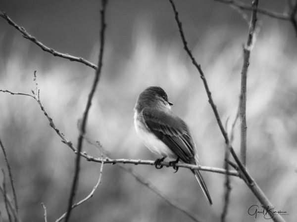 Black and White Bird