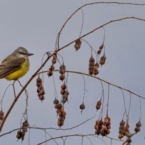 Bird and Berries