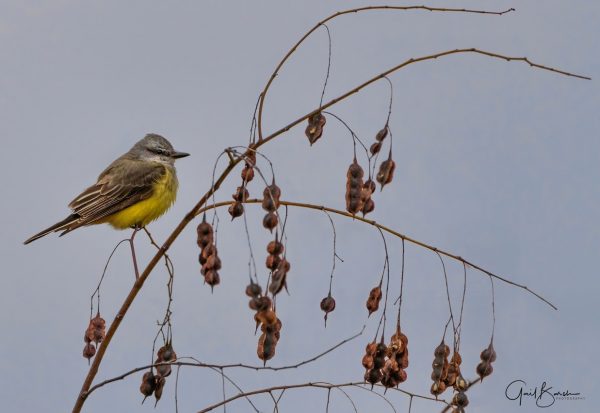 Bird and Berries