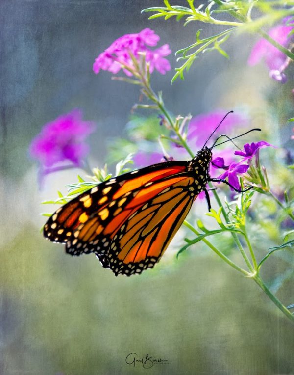 Monarch Whimsy