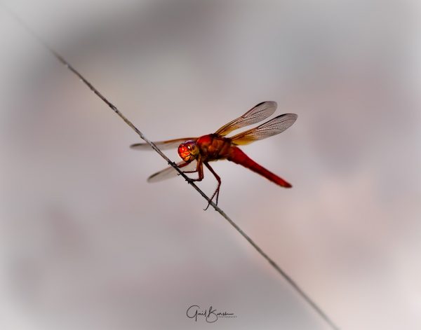 Simply Red