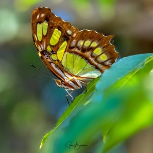 Malachite Beauty