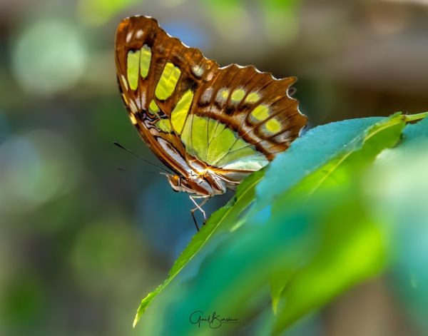 Malachite Beauty
