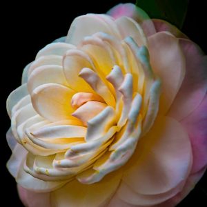 Camelia Beauty