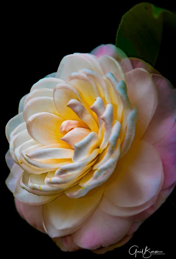Camelia Beauty