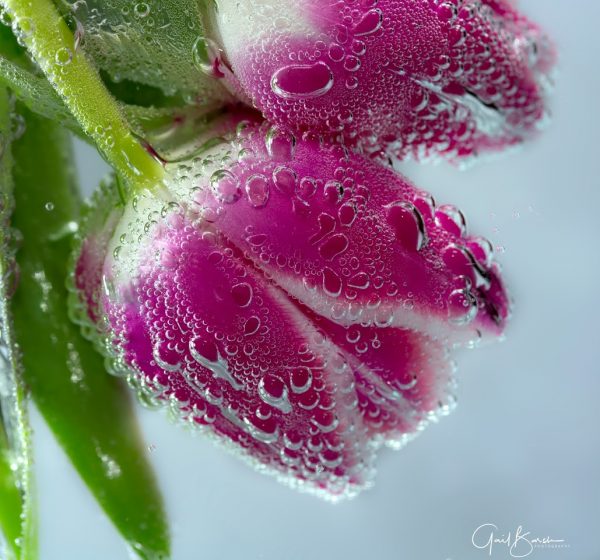 Sparkling Tulip