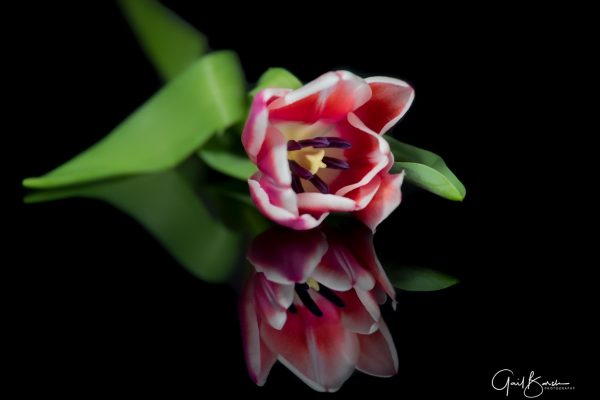 Tulip Reflections