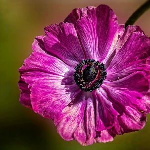 Pink Poppy