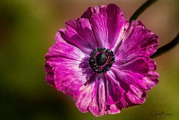 Pink Poppy