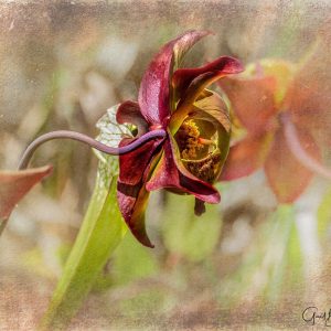 Pitcher Blossom