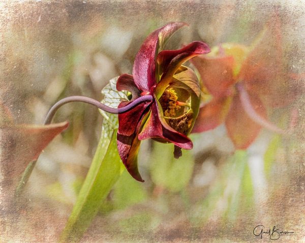 Pitcher Blossom