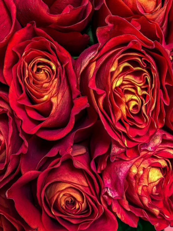Rosebud Details