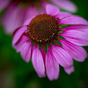 Cornflower Beauty