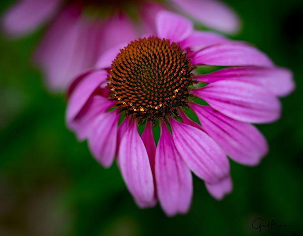 Cornflower Beauty