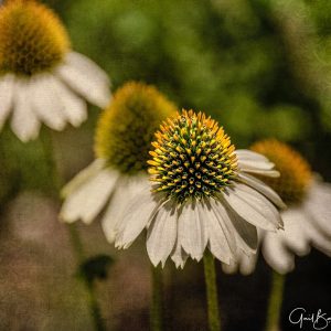 Cornflower