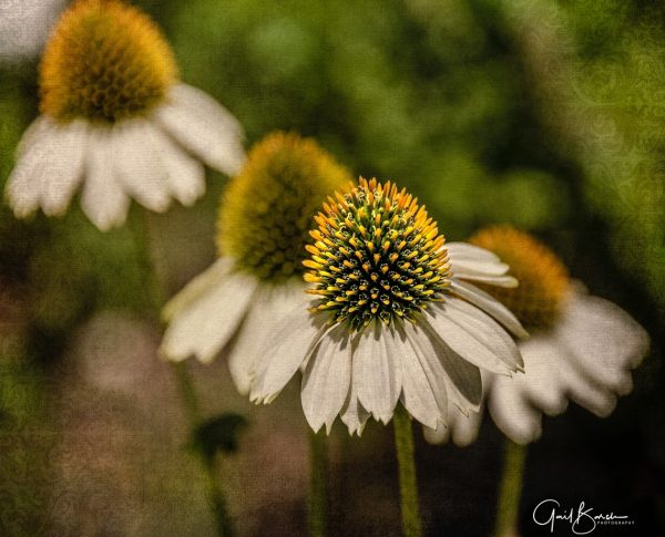 Cornflower