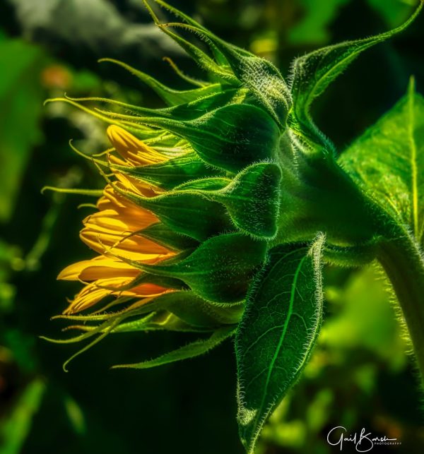 Budding Beauty