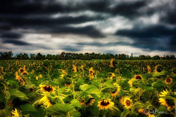 Field of Sunshine