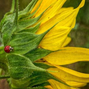 Lady Bug, Lady Bug