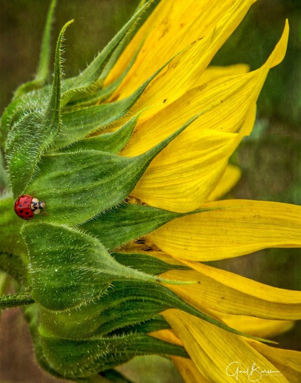 Lady Bug, Lady Bug