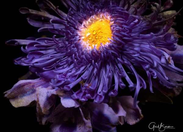 Purple Blossom