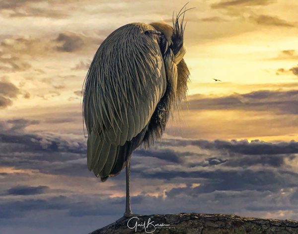 Napping Heron