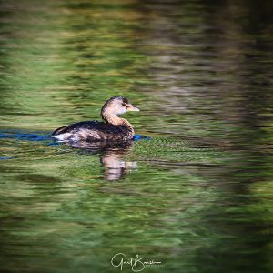 Grebe Spleandor