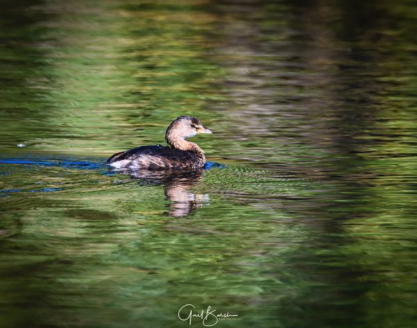 Grebe Spleandor