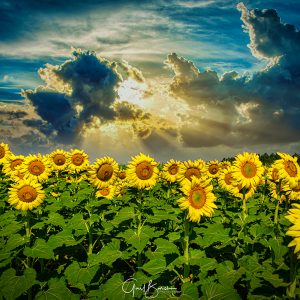 Sunny Sunflowers