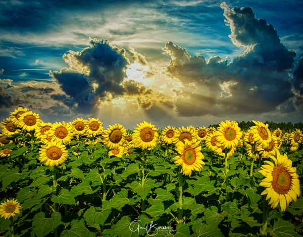 Sunny Sunflowers