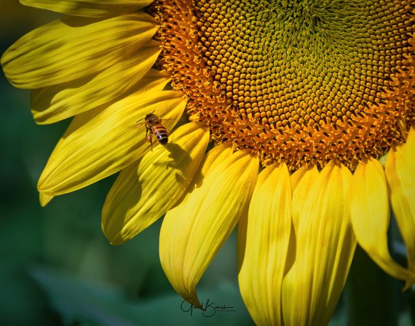 Buzzin' Around