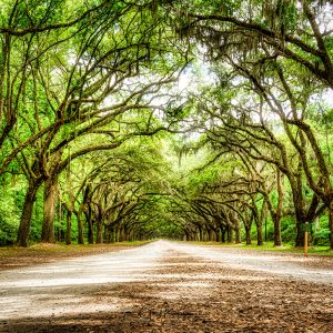 Canopied