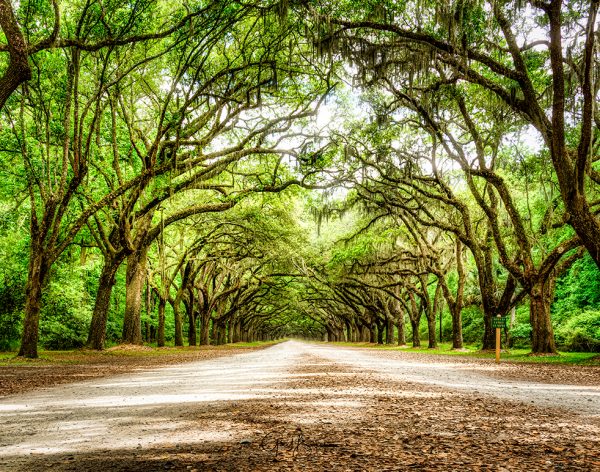 Canopied
