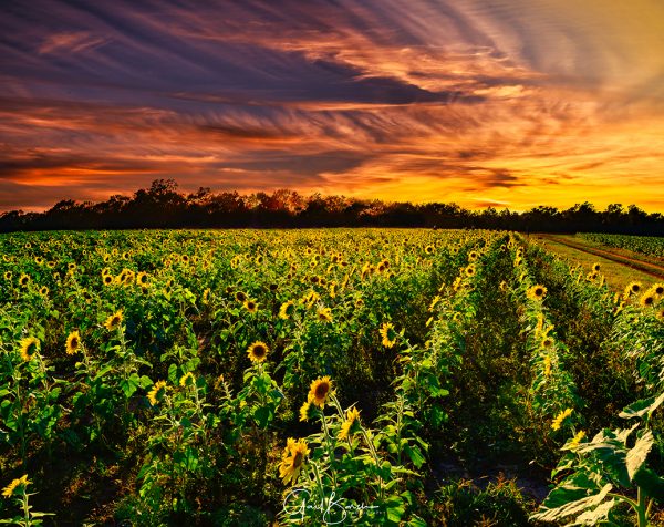 Sunflowers at Sunset