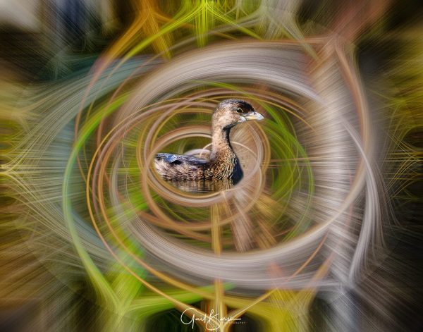 Grebe in the Middle
