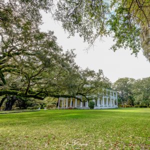 Looking Through the Oaks