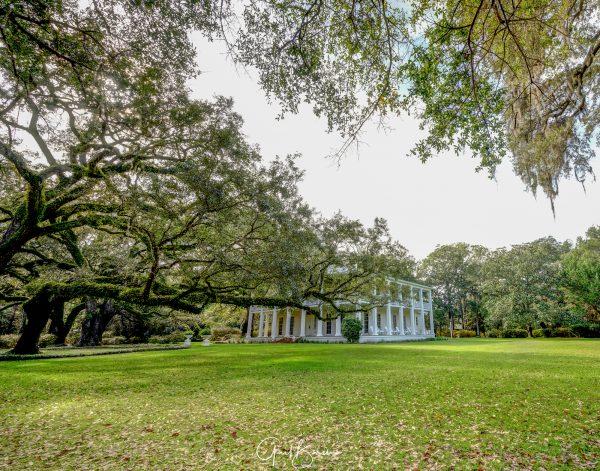 Looking Through the Oaks