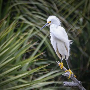 Egret on a Branch