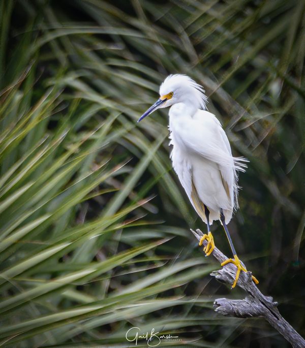 Egret on a Branch