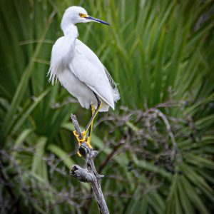 Fishing Egret