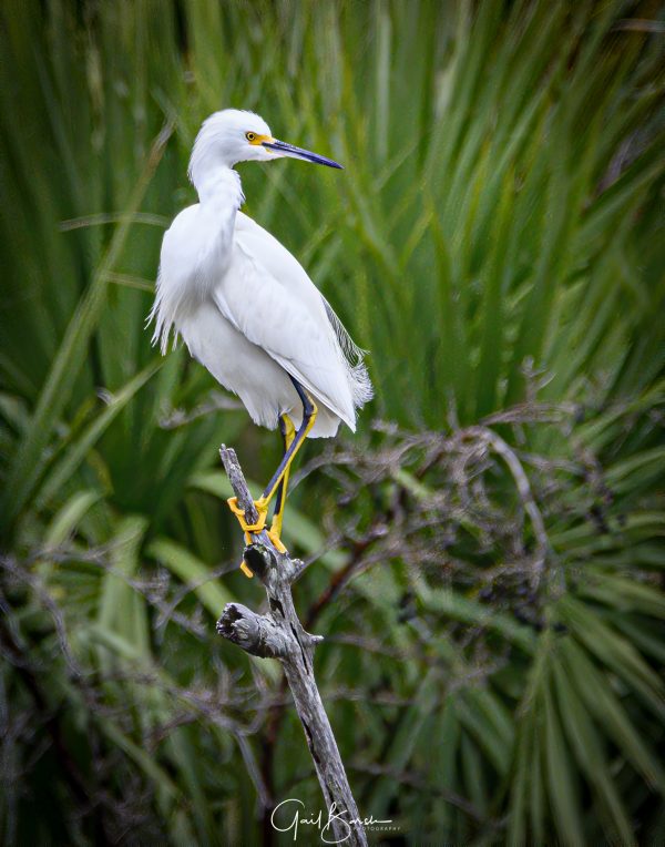 Fishing Egret