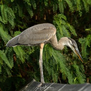 Heron Fishing