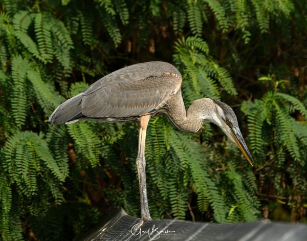 Heron Fishing