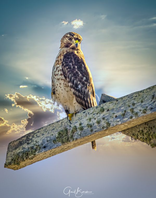 Hawk Eye