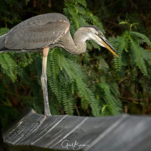 Heron Rest